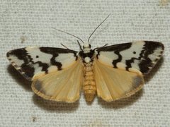 Philenora undulosa