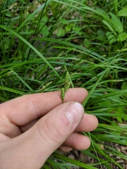 Carex virescens