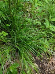 Carex virescens