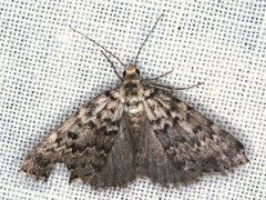 Dichromodes disputata