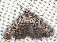 Dichromodes disputata