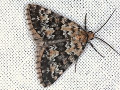 Dichromodes disputata