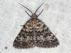 Dichromodes disputata