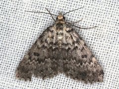 Dichromodes disputata