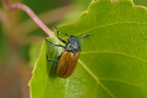 Labidostomis tridentata