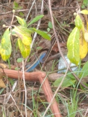 Cnemidophorus espeuti
