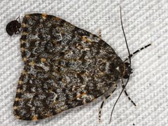 Parelictis saleuta