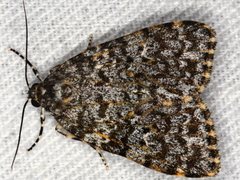 Parelictis saleuta