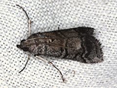 Cryptoblabes euraphella