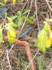 Cnemidophorus espeuti