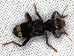 Stigmatium quadricostatum