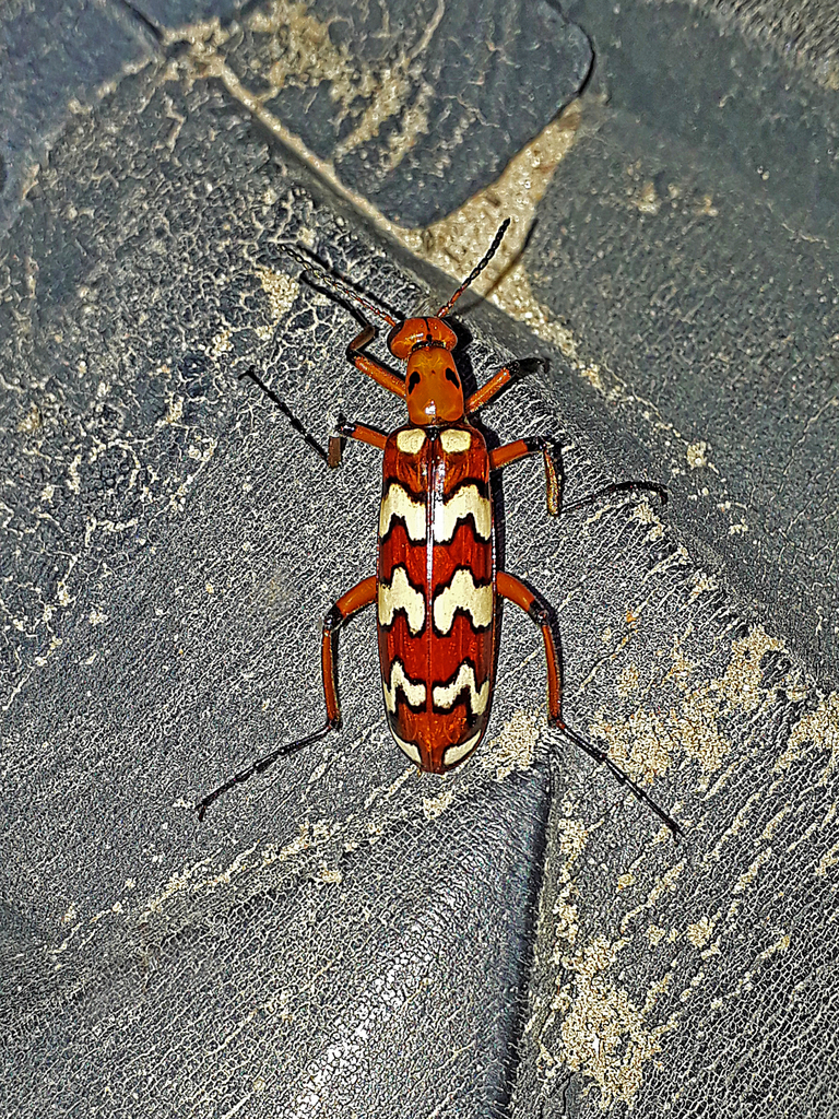 Pyrota centenaria