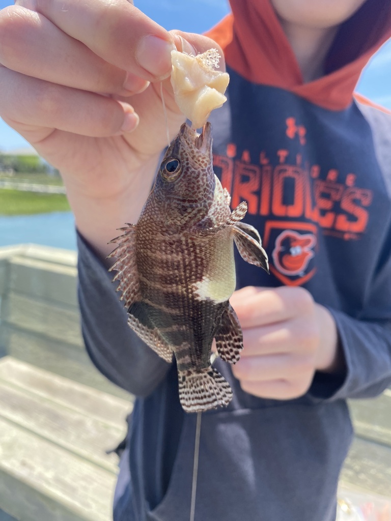 Belted Sandfish (Serranus subligarius) — Serranidae