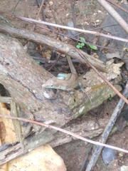 Cnemidophorus espeuti