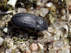 Melanimon tibiale