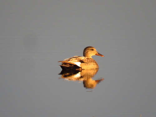 Gadwall