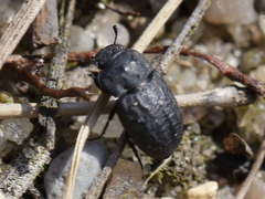 Melanimon tibiale
