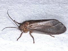 Megalithone megacerca