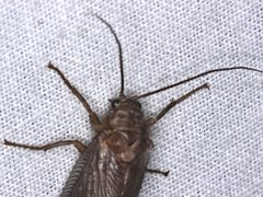Megalithone megacerca