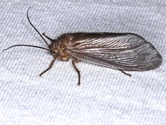 Megalithone megacerca
