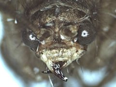 Megalithone megacerca