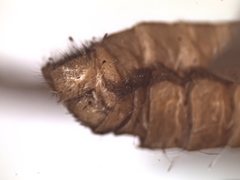 Megalithone megacerca
