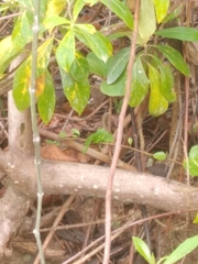 Cnemidophorus espeuti