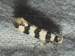 Macrobathra platychroa