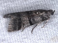 Asarta fuliginosa