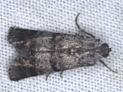 Asarta fuliginosa