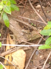 Cnemidophorus espeuti
