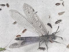 Distoplectron minor