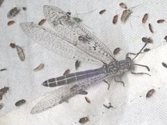 Distoplectron minor
