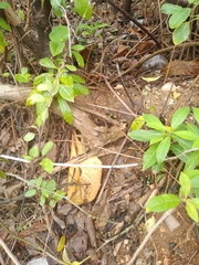 Cnemidophorus espeuti