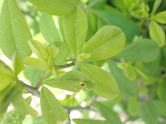 Baptisia tinctoria