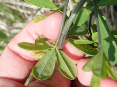 Baptisia tinctoria