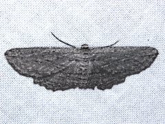 Euphronarcha leptodesma