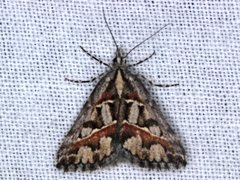 Dichromodes cirrhoplaca