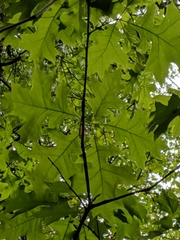 Quercus × columnaris