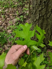 Quercus × columnaris