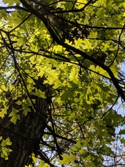 Quercus × columnaris