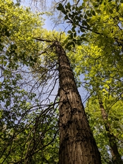 Quercus × columnaris