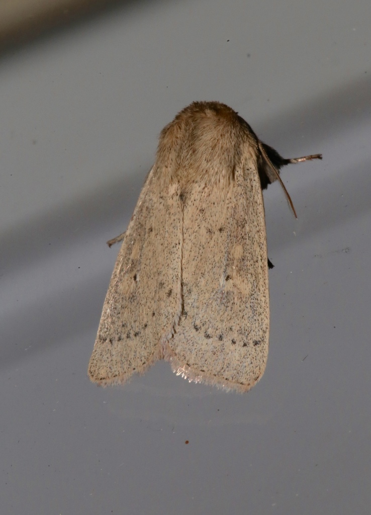 Ursula Wainscot