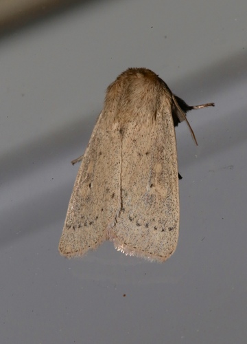Ursula Wainscot