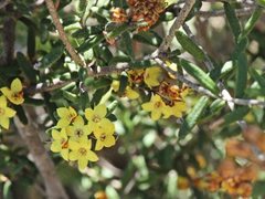 Phebalium stenophyllum