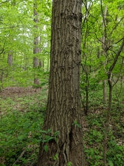 Quercus × columnaris