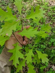 Quercus × columnaris