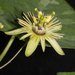 Yellow Passionflower - Photo (c) Jack, some rights reserved (CC BY-NC), uploaded by Jack