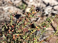 Daviesia arenaria