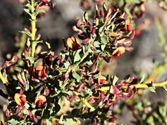 Daviesia arenaria
